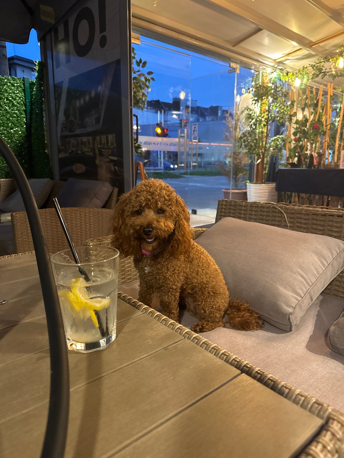 Brown poodle visits outdoor cafe in Sofia during evening