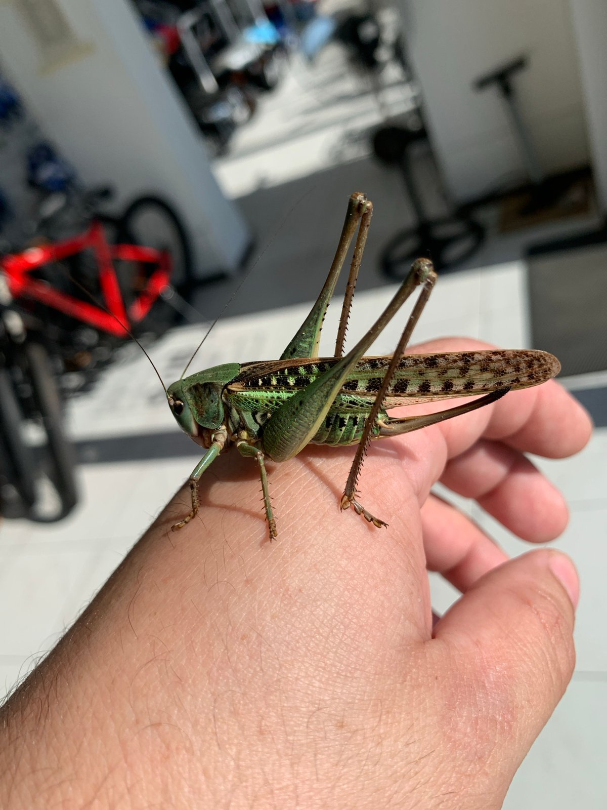 Green katydid handled and examined up close in Kropotkin