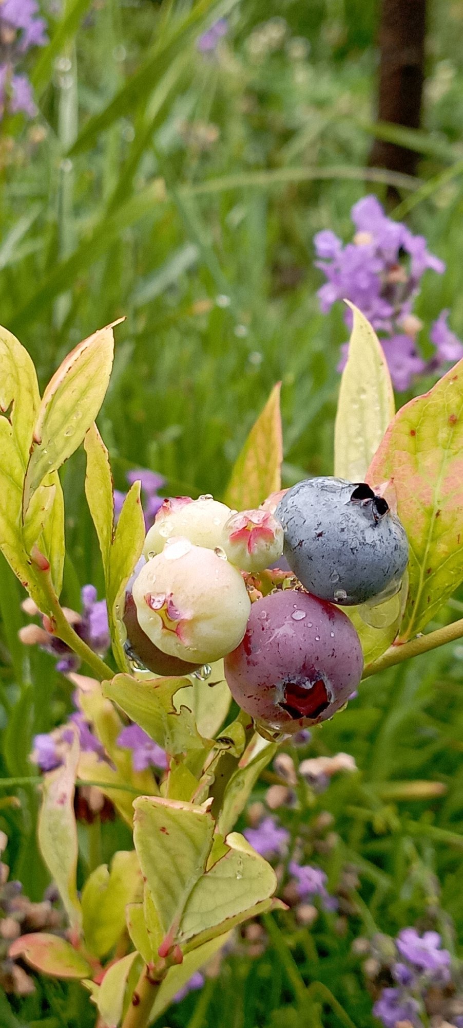 Rain-soaked garden in Radisne: flowers, berries, and baby birds