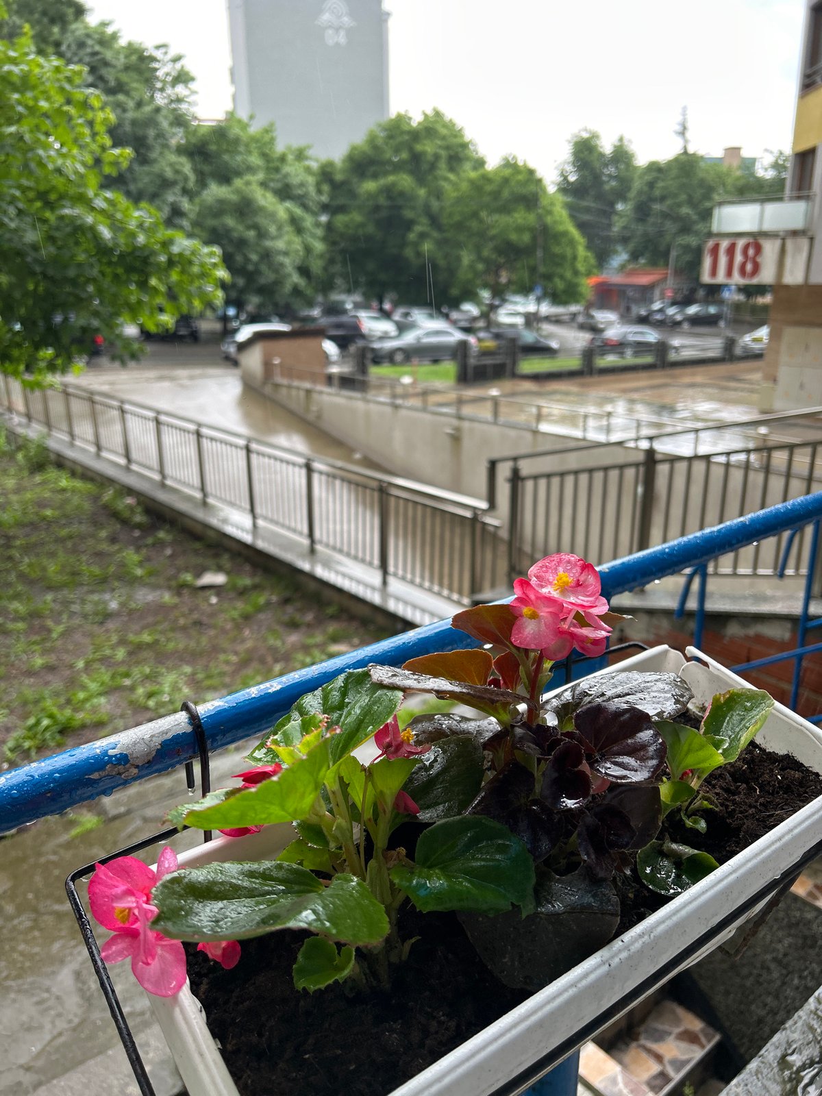Rainy day balcony garden observation recorded in Burgas, Bulgaria