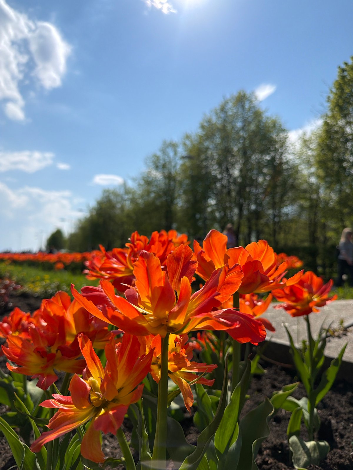Spring tulips bloom in Saint Petersburg garden