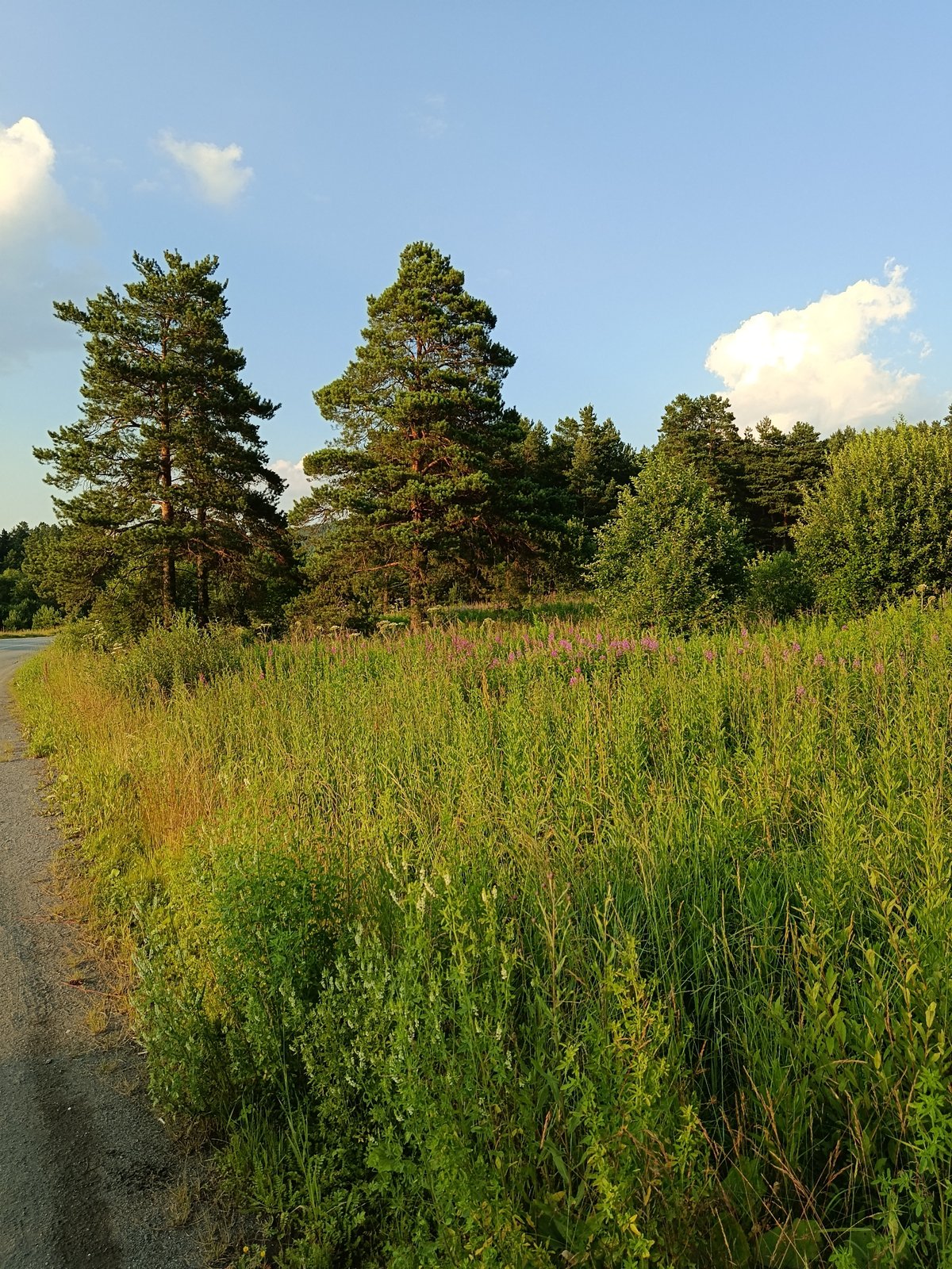 Forest roads, meadow stops, and small everyday moments on a drive