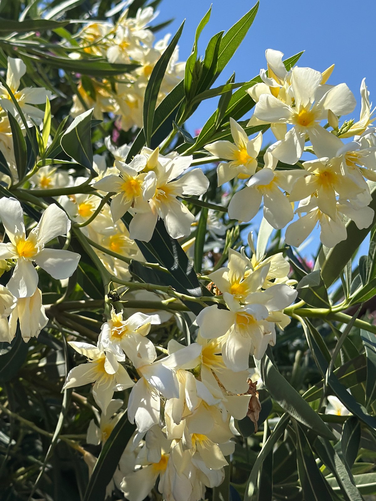 Flowers and palms in a Rome garden, midsummer morning