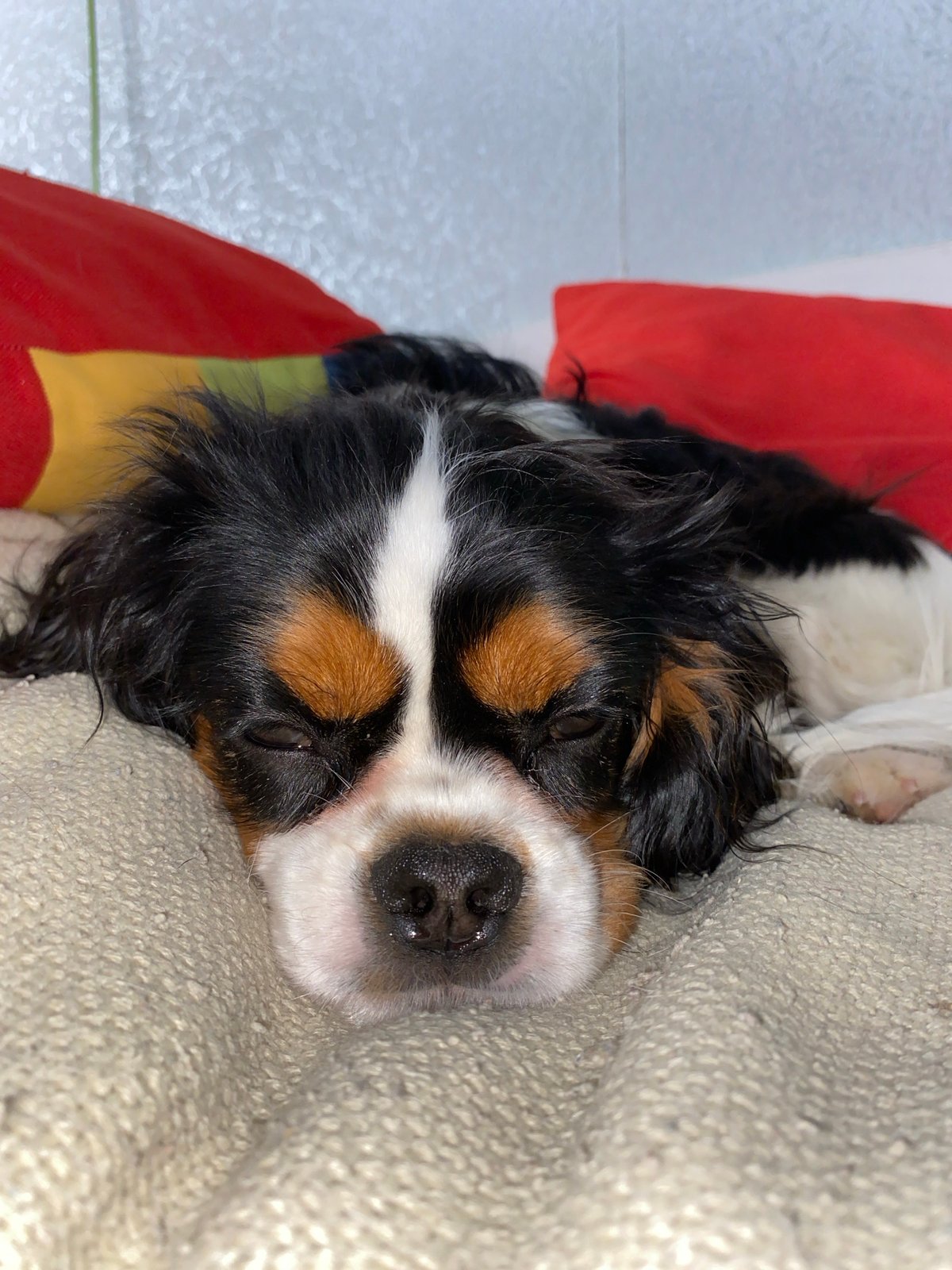 Cavalier King Charles Spaniel photographed resting indoors in Votkinsk
