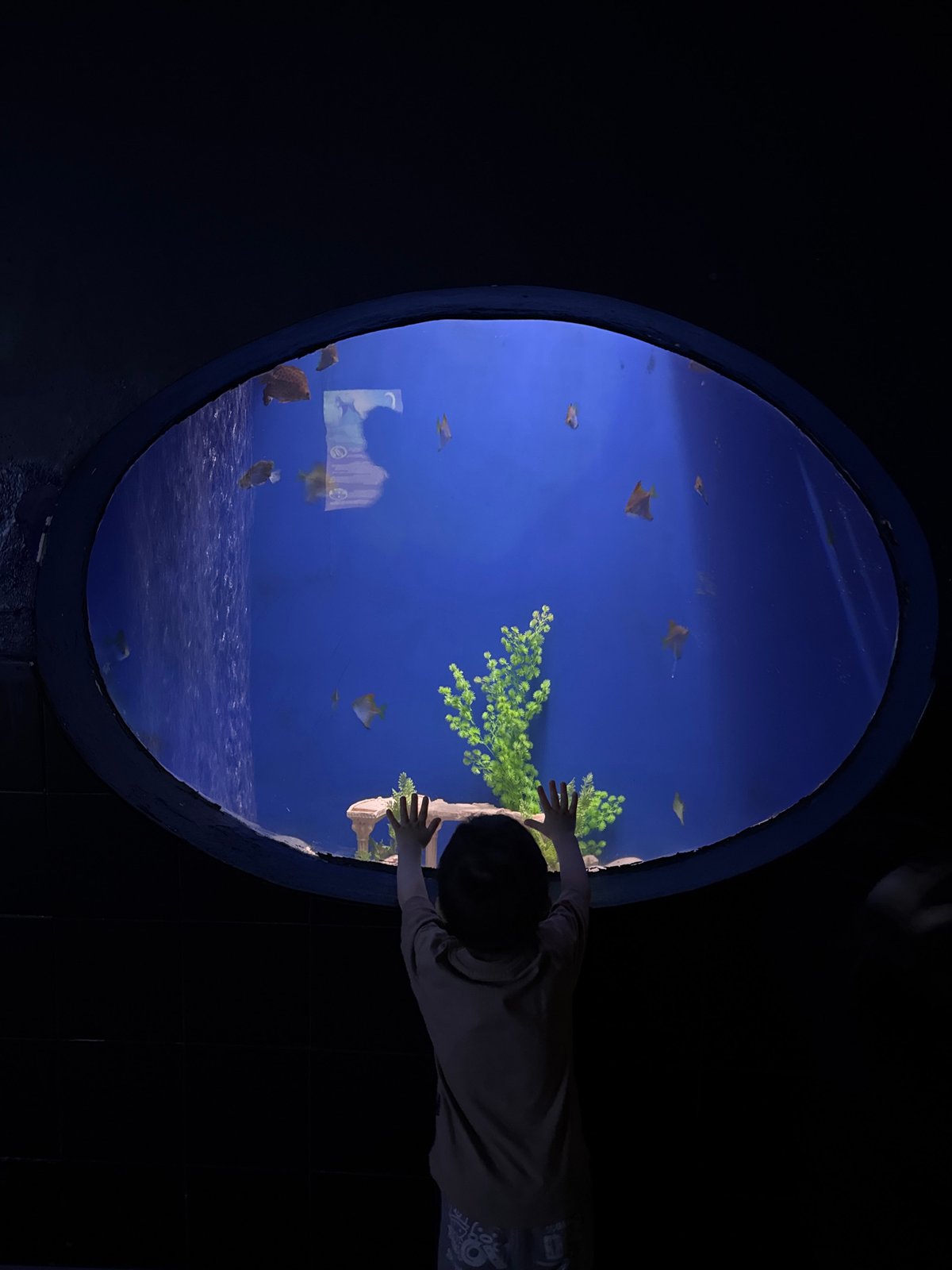 Mermaid performers entertain visitors at Sochi aquarium marine exhibits