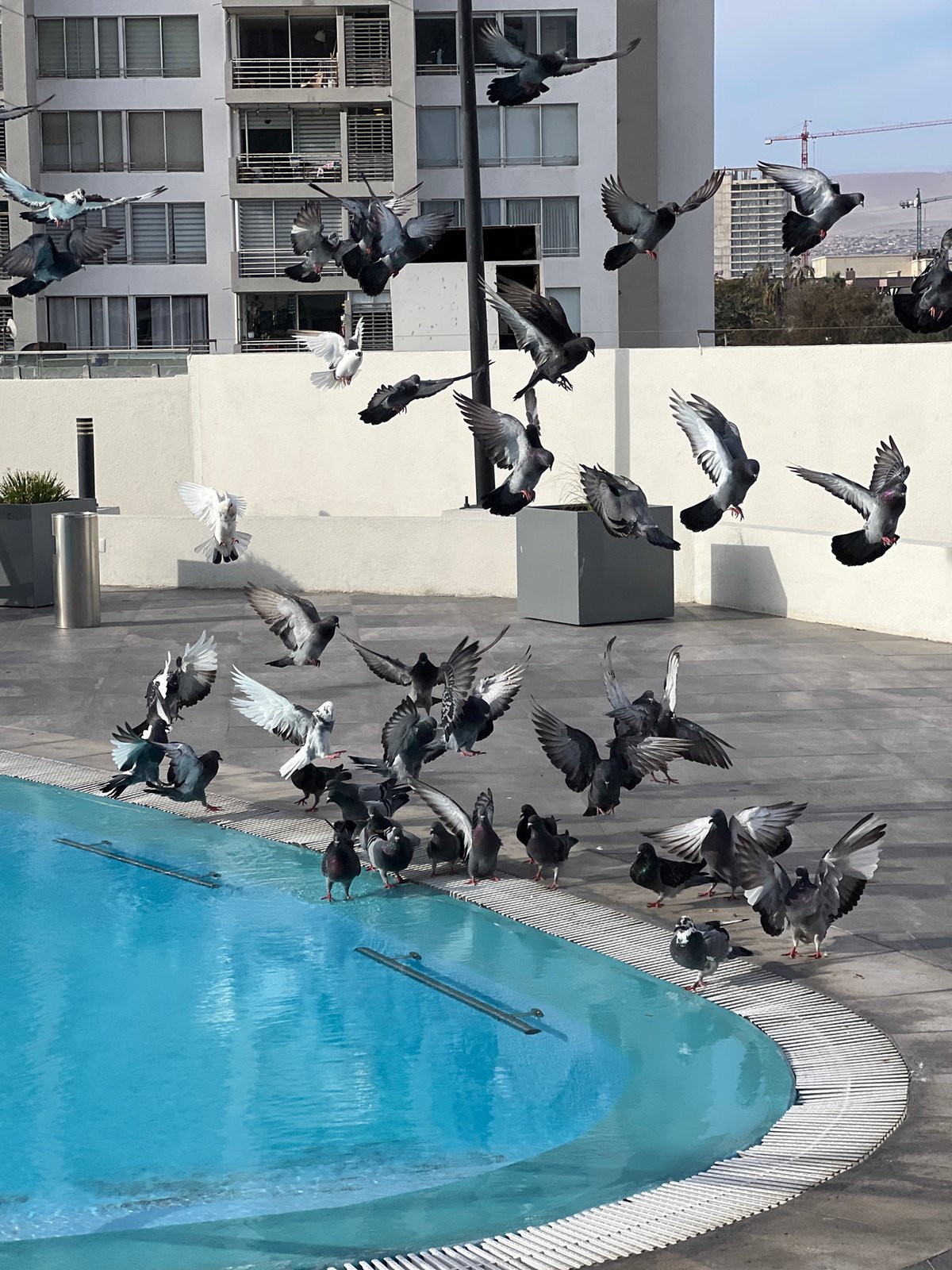 Rooftop craft fair draws artists, vendors to Arica apartment complex