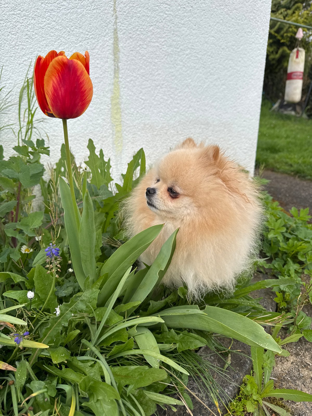 Pomeranian dog spotted in Bietigheim-Bissingen garden Sunday morning