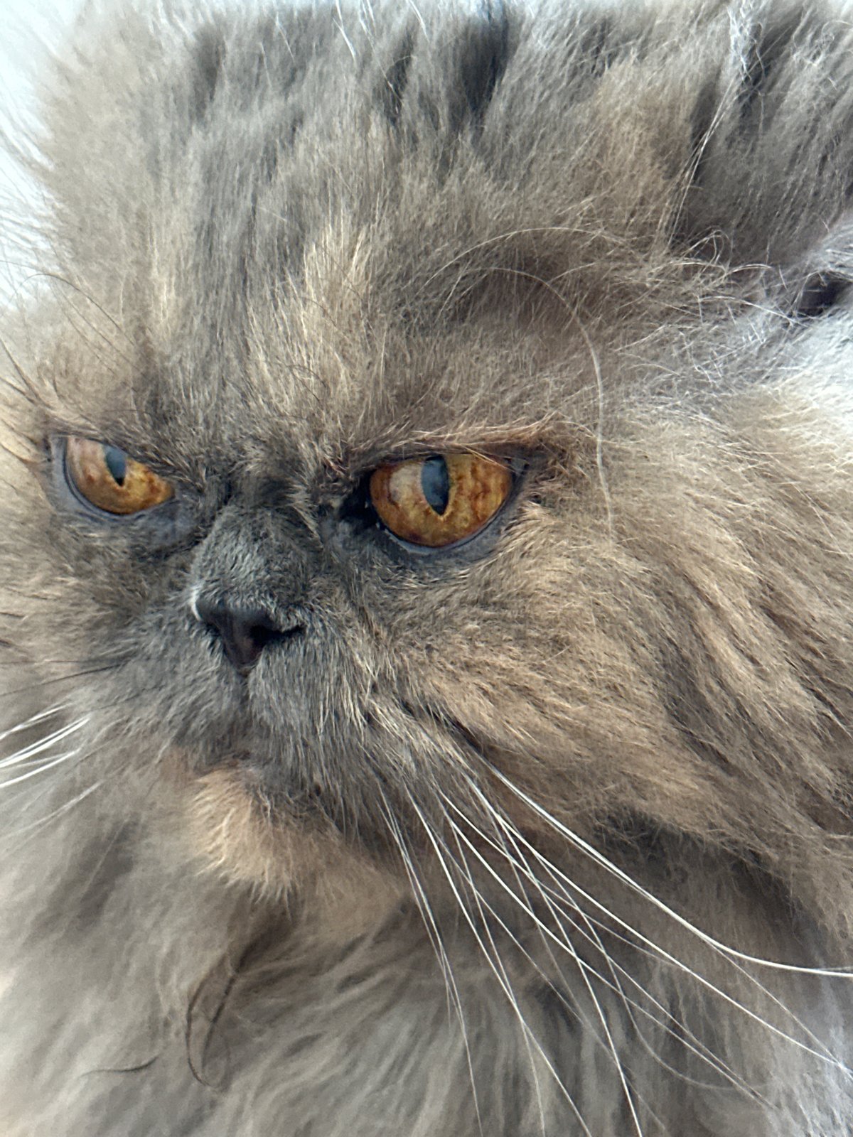Morning cat portraits and peonies in Chaikovsky, Russia