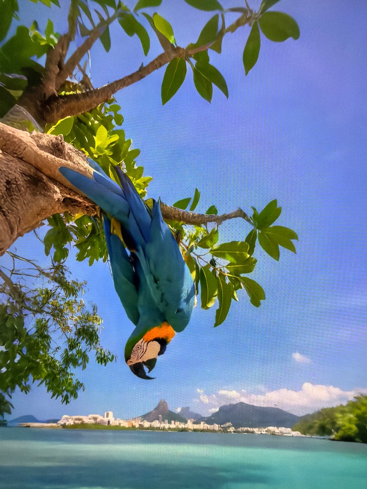 Plovdiv witness documents tropical scenes and exotic wildlife imagery