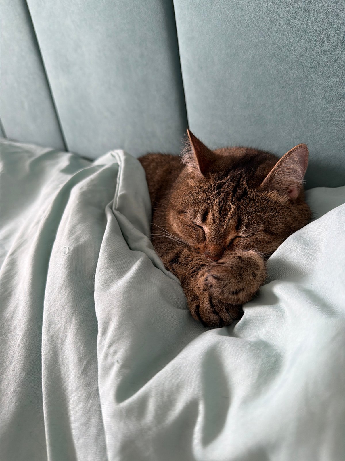 Quiet morning scenes with sleeping cat documented in Chaikovsky