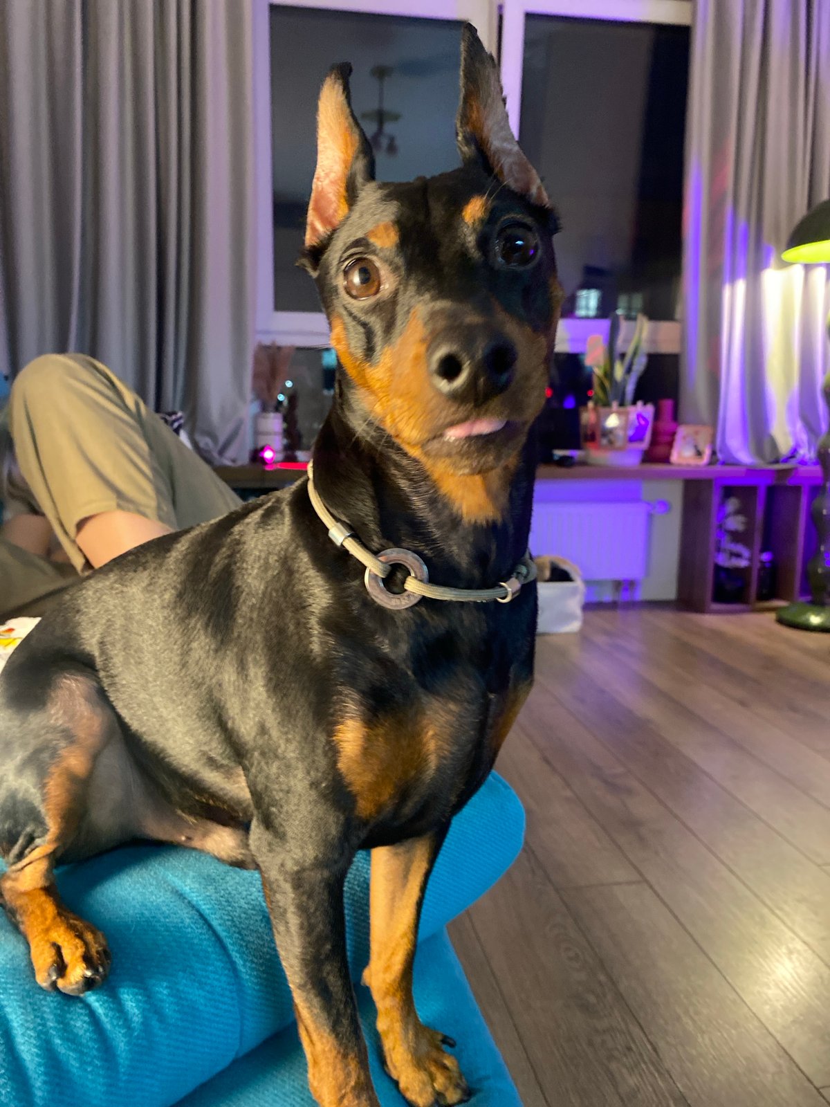 Miniature Pinscher on a blue cushion, ears perked, Moscow