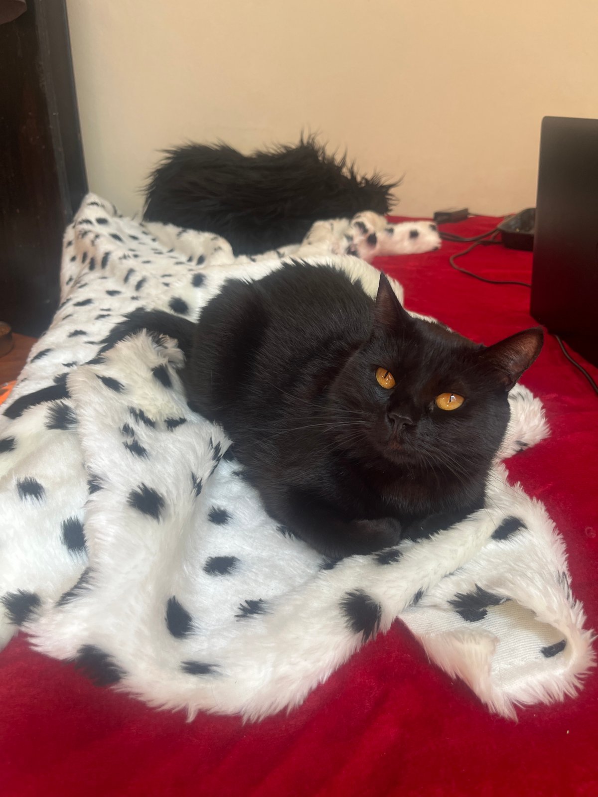 Black cat rests on spotted blanket indoors Buenos Aires