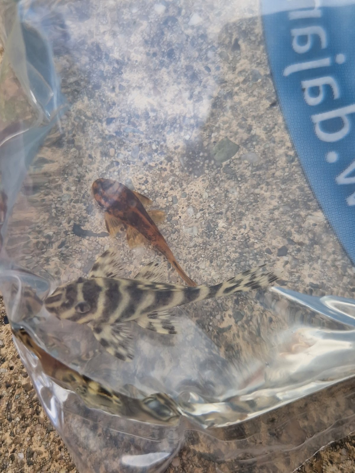 Fish being bagged at an aquarium shop in Sofia