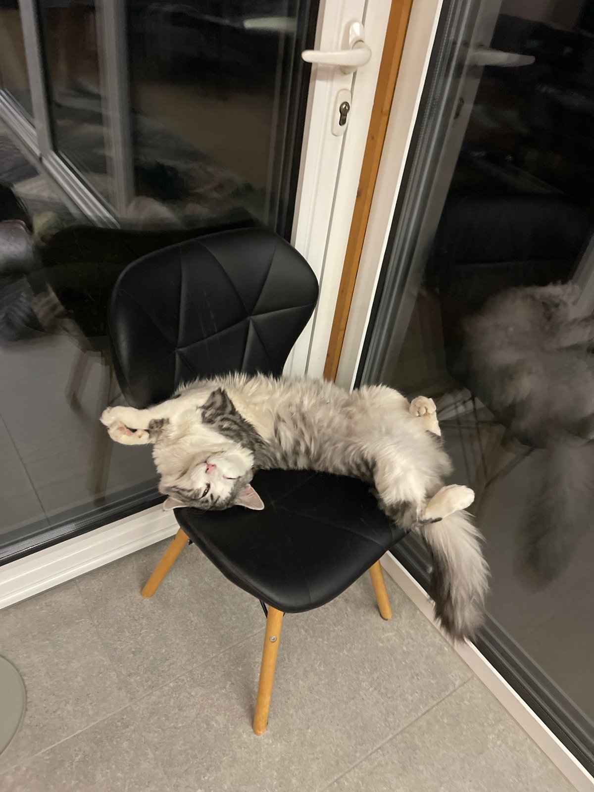 Quiet pet moments captured across Sofia homes and gardens