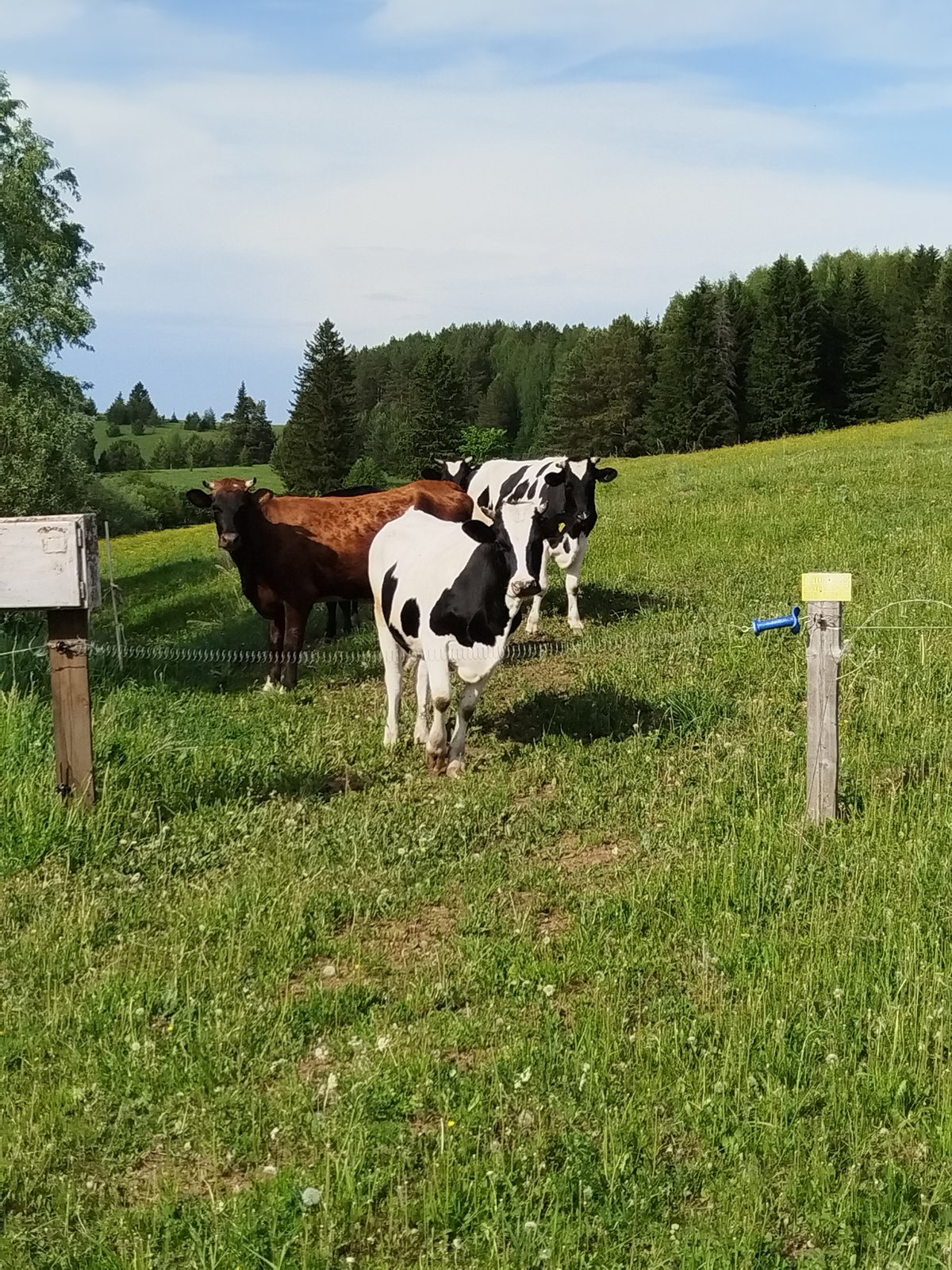 Rural cattle grazing documented near Чумна, Russia