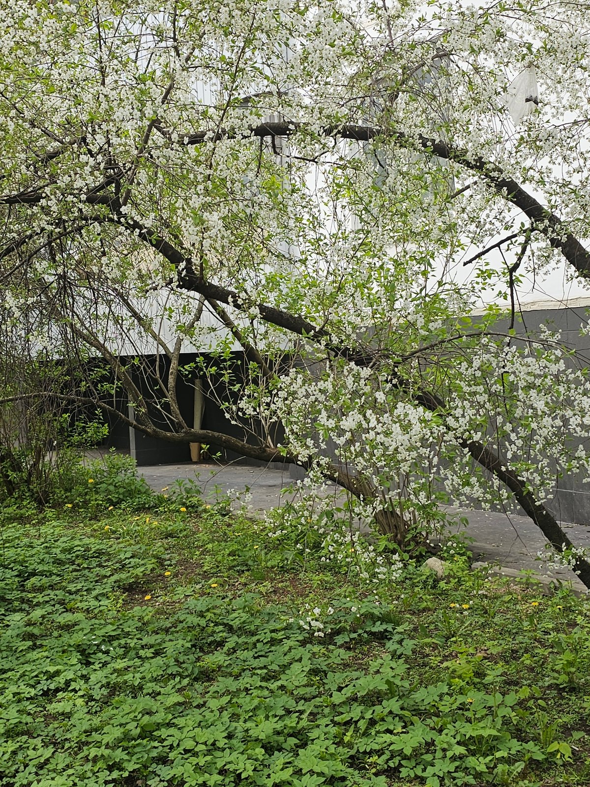 Spring scenes captured in Khimki: blossoming trees, cyclist