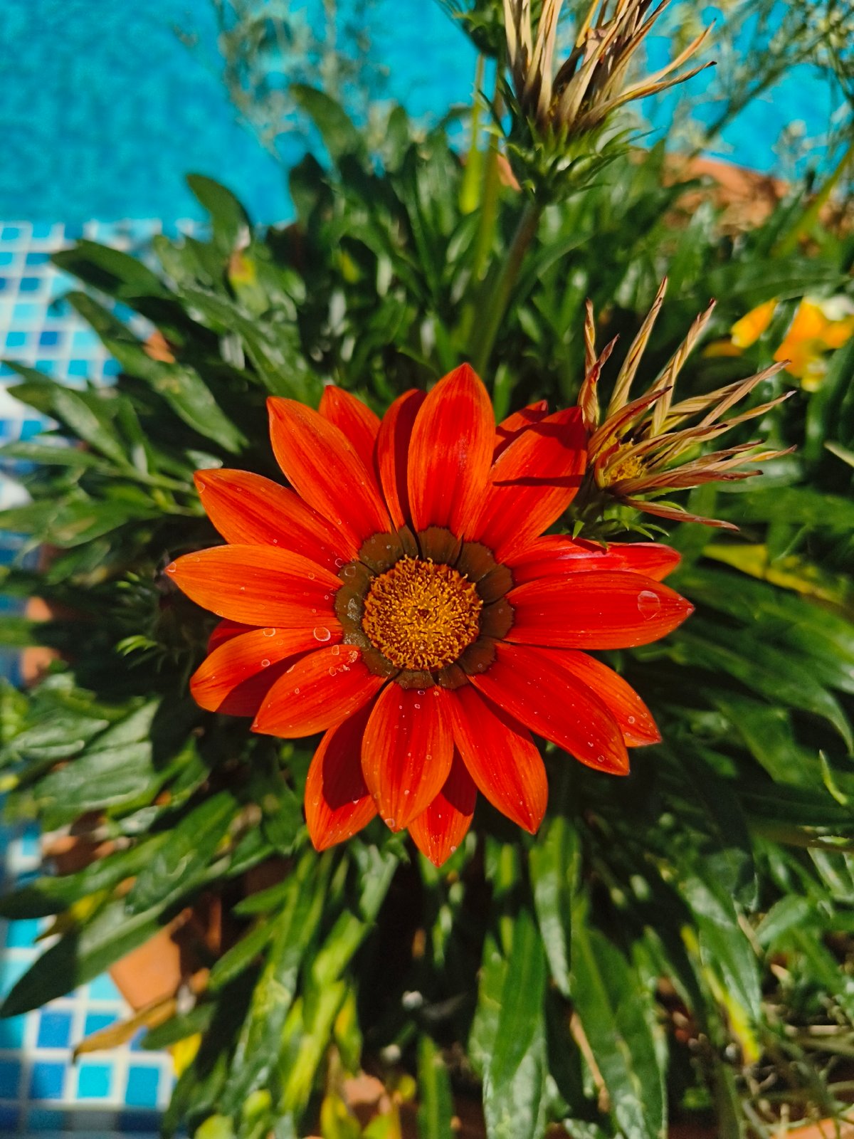 Colorful potted flowers and garden details in Makiivka