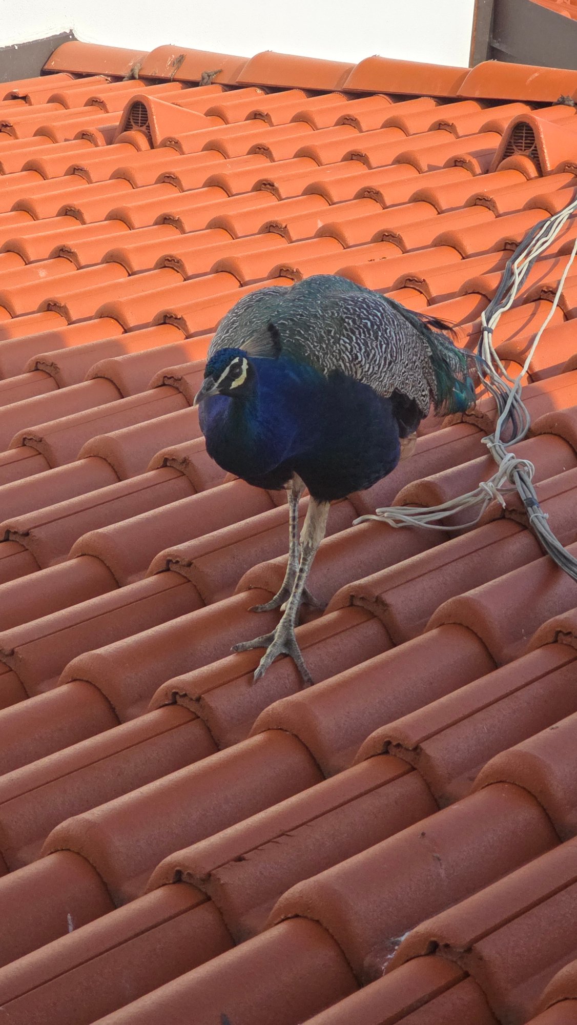 Peacocks take over the rooftops of Krasnovo, Bulgaria