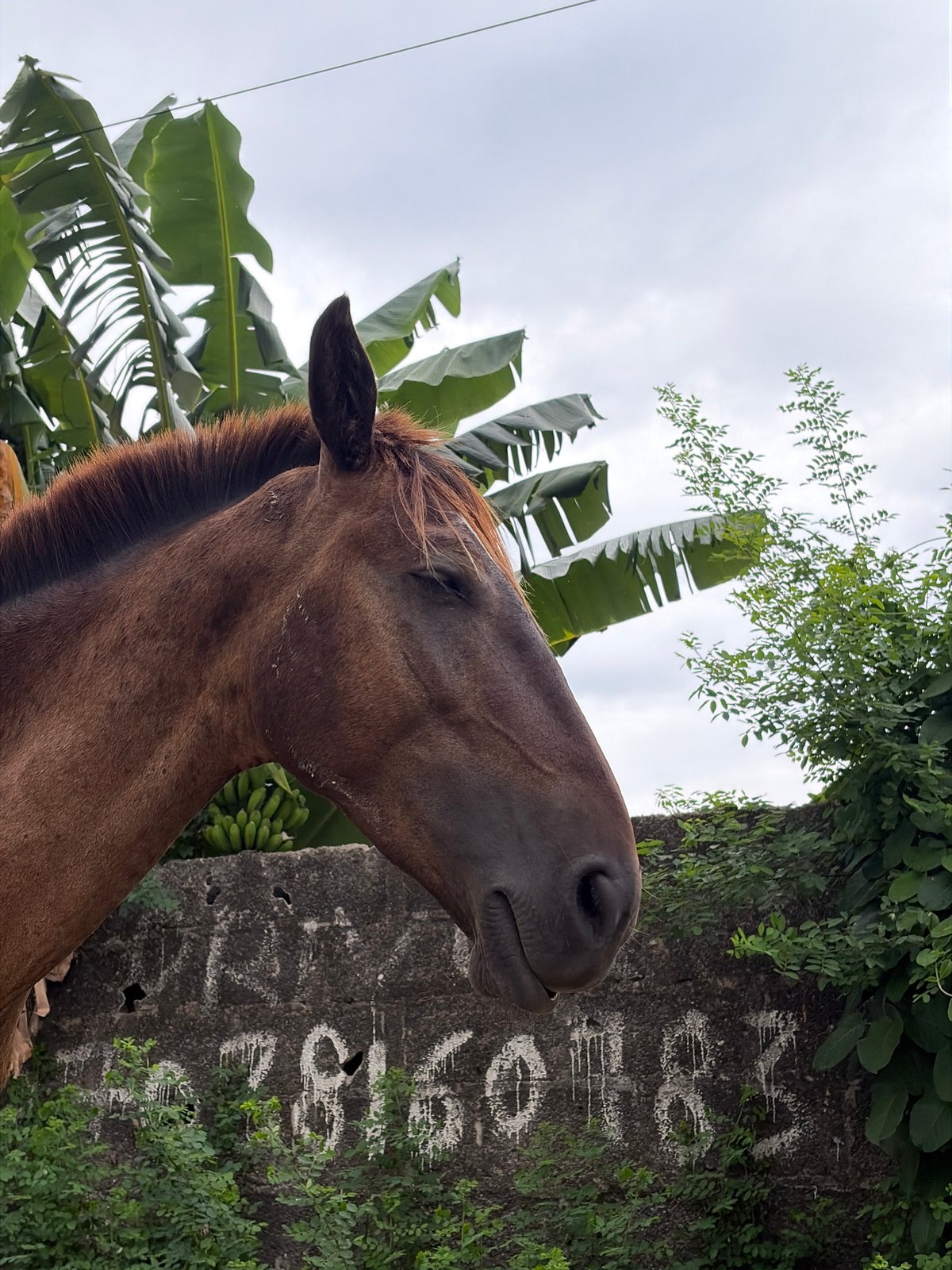 Daily scenes documented in Igboefon: horse and construction worker