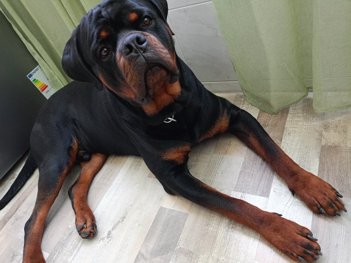 Rottweiler dog photographed in Sofia home