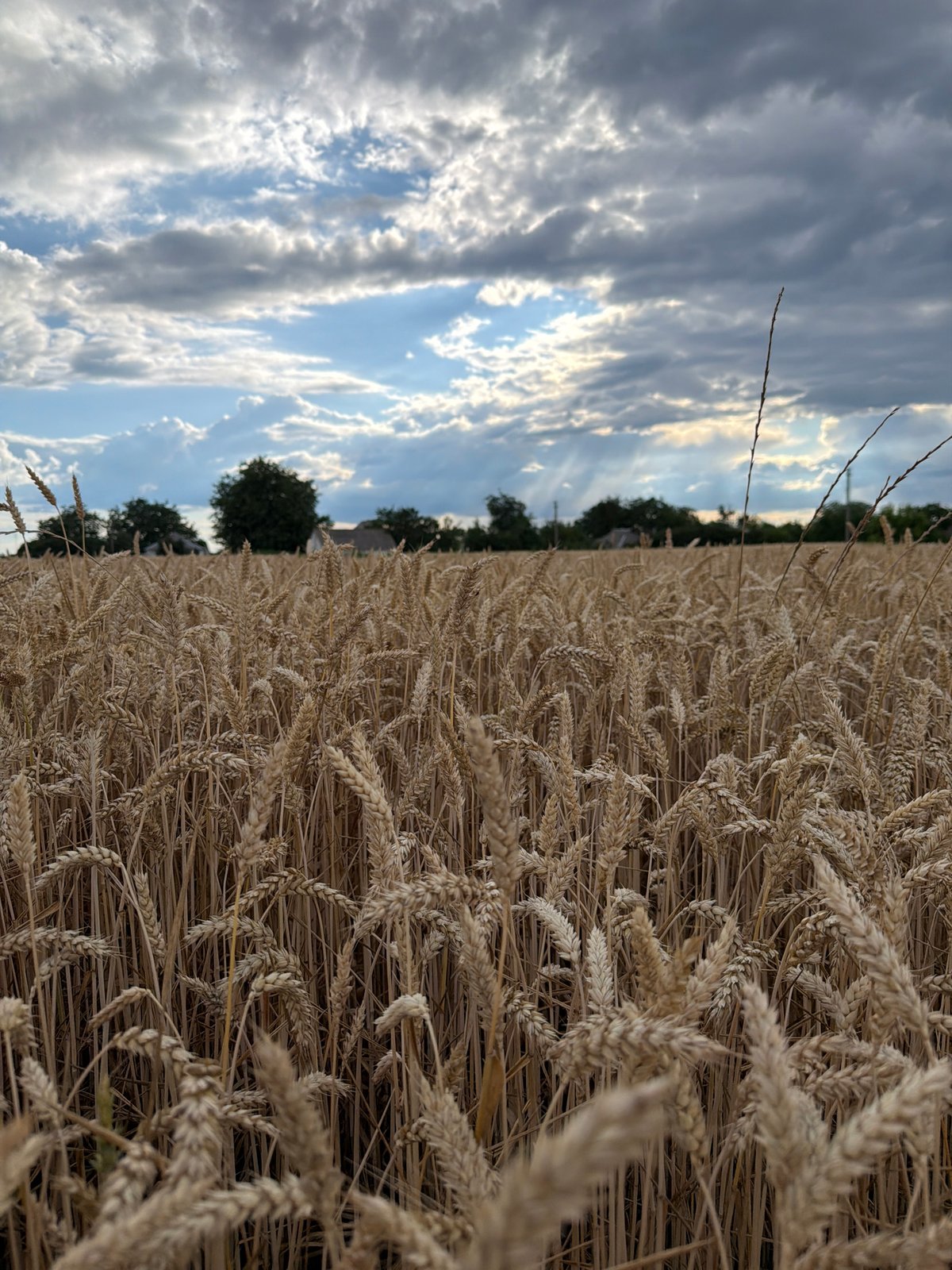 Golden wheat field under stormy skies in central Ukraine