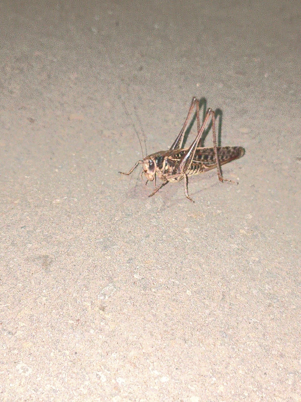 Grasshopper resting on asphalt in Alchevsk, Ukraine