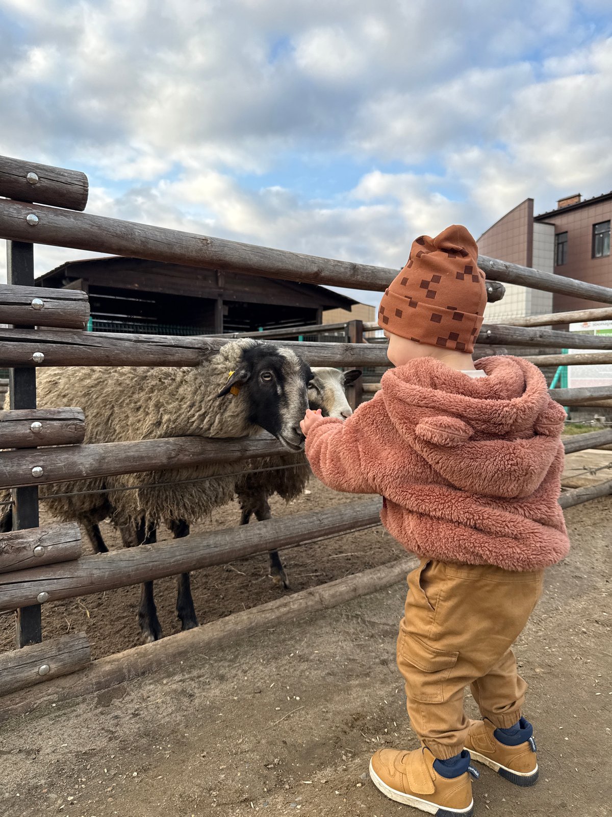 Child feeds sheep at rural fence in Rusanovo