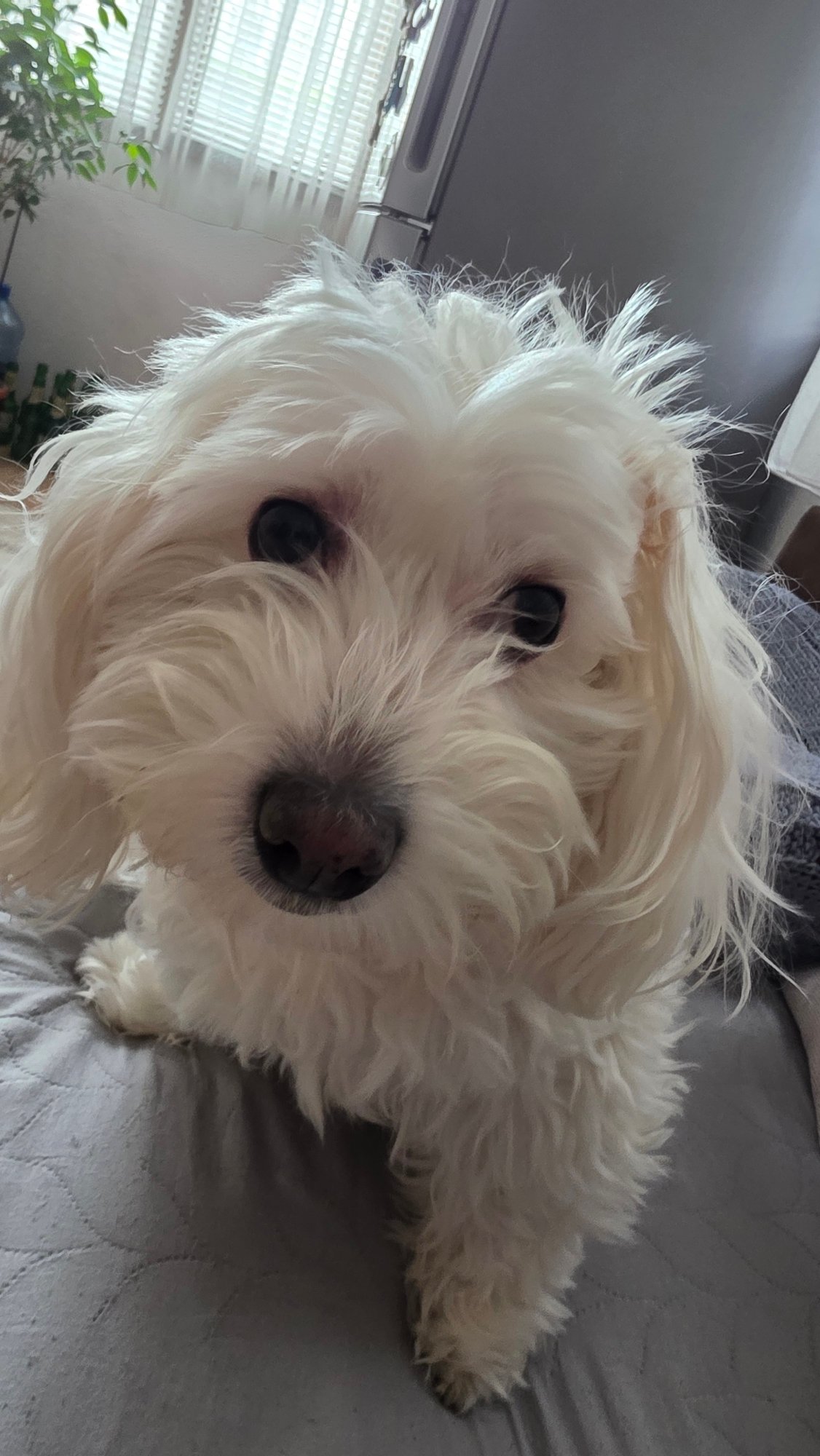 Morning domestic scenes: pet, craft project, cooking in Bulgaria