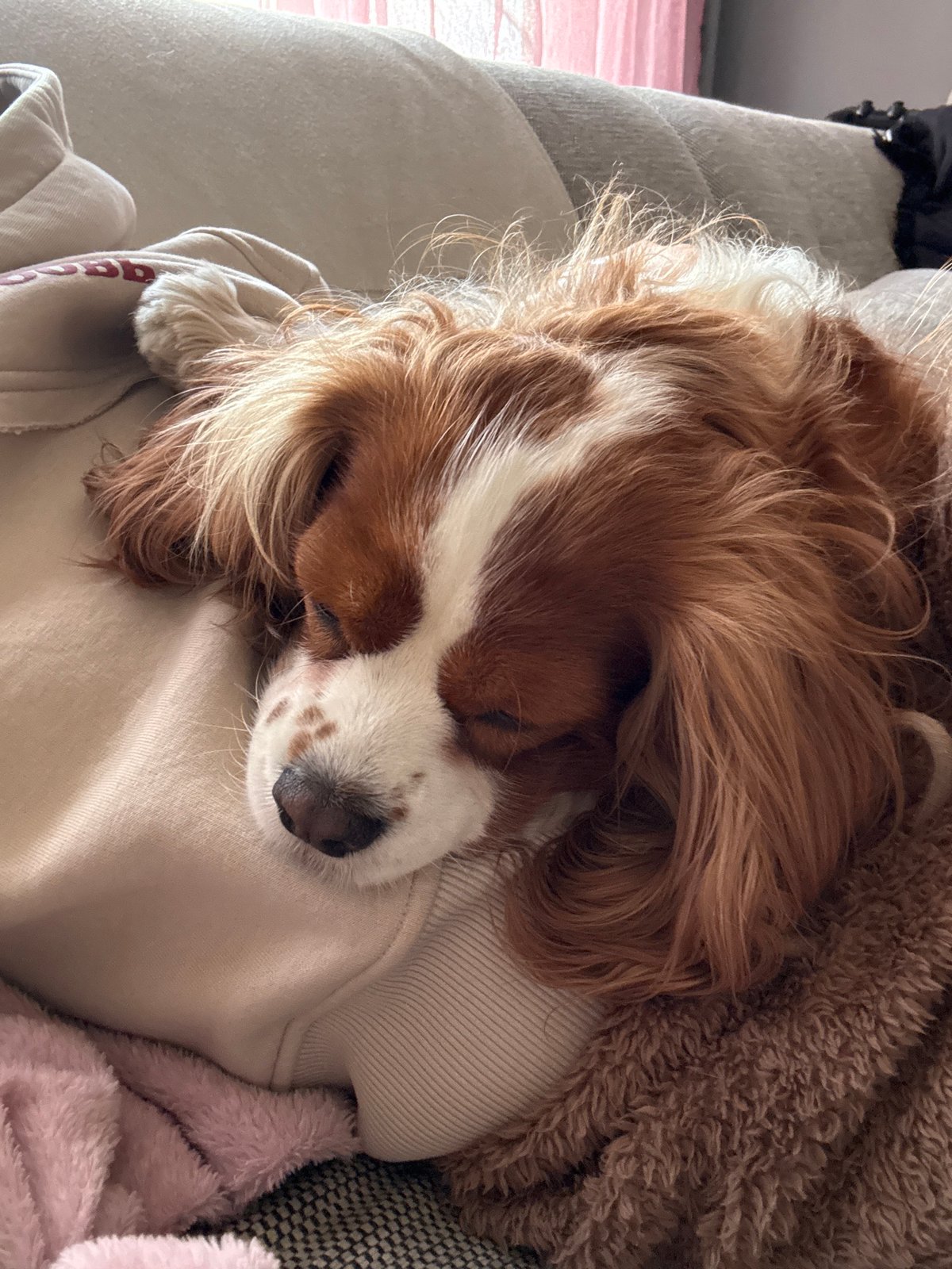 Dog naps while owner takes selfie in Sofia home