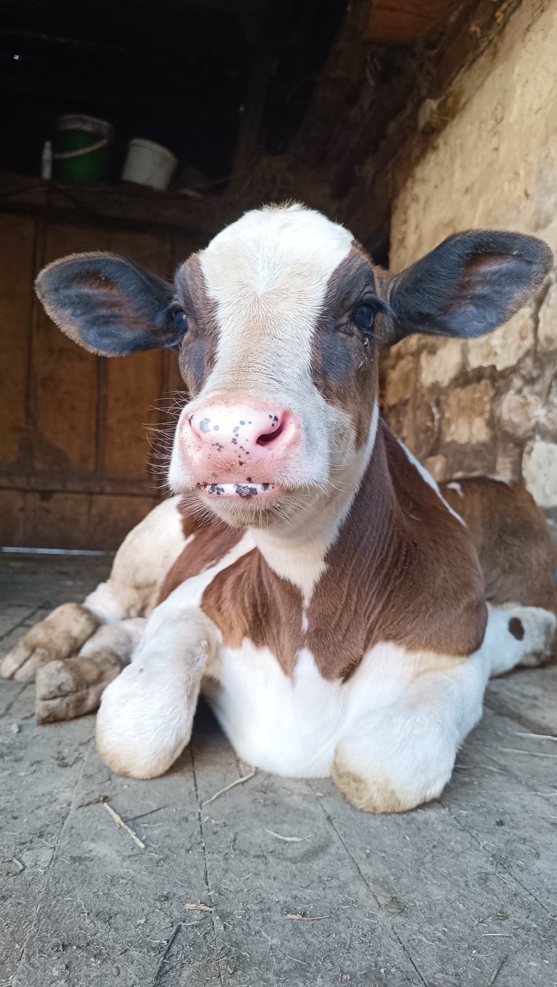 Newborn calves and dewy garden flowers in rural Russia