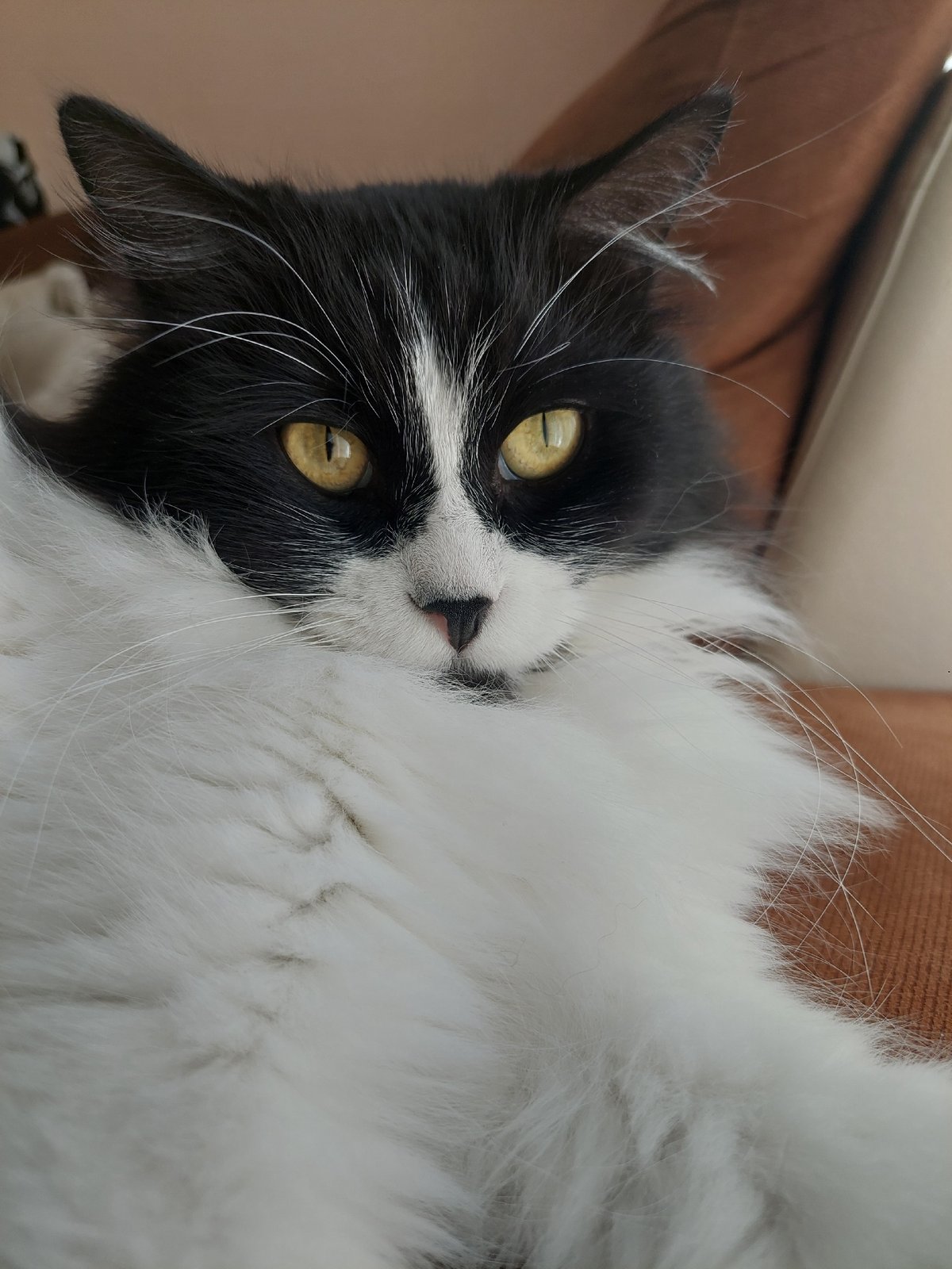 Tuxedo cat photographed lounging on sofa in Plovdiv