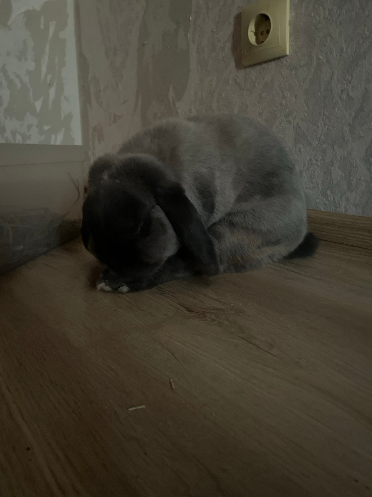 Cats and rabbit lounging around Votkinsk apartment during sunset
