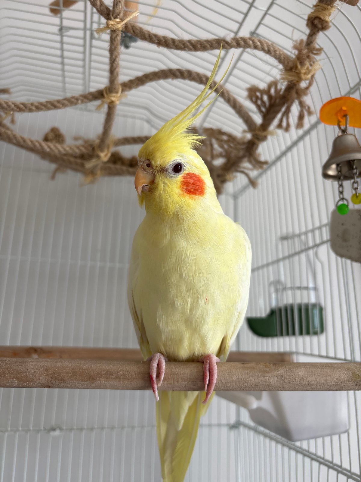 Playful cockatiel observed in various poses in Krasnoyarsk birdcage