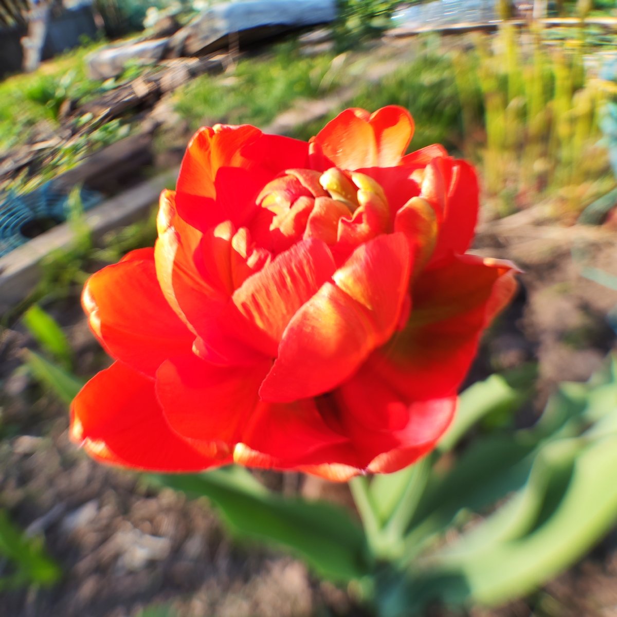 Woman documents spring flower blooms in Chaikovsky garden session
