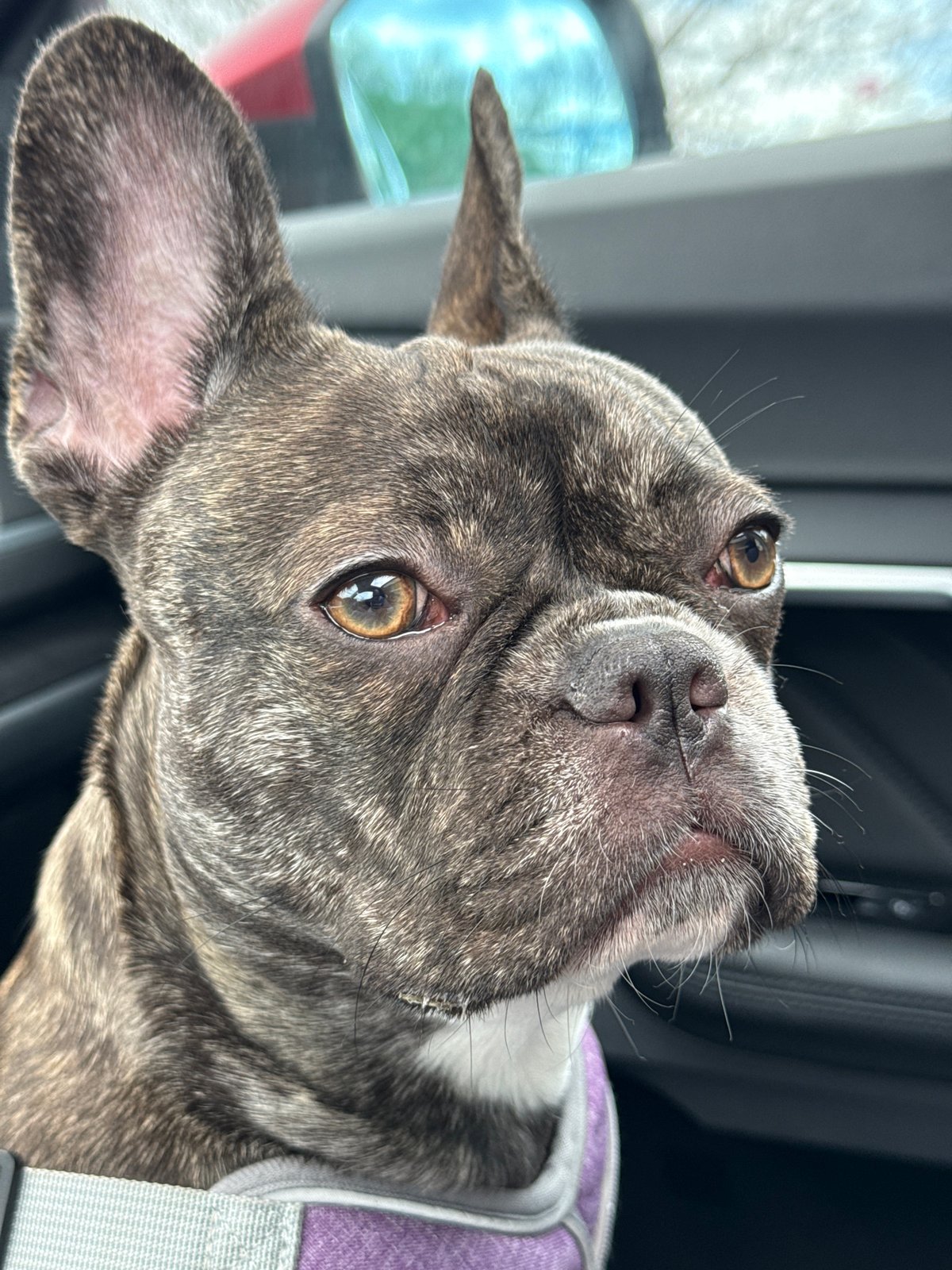 French Bulldog and Museum Visitors Spotted in Pleven, Bulgaria