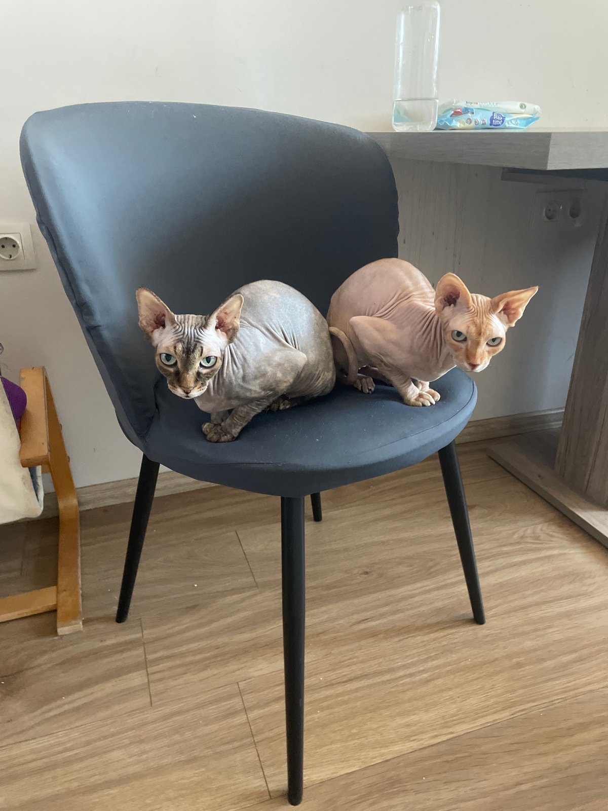 Sofia resident documents quiet Monday morning with cats and plants