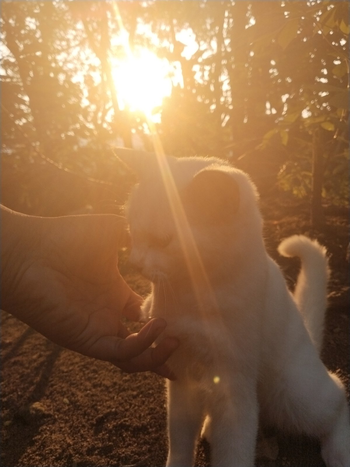 Person reaches to touch white cat in sunlit outdoor scene