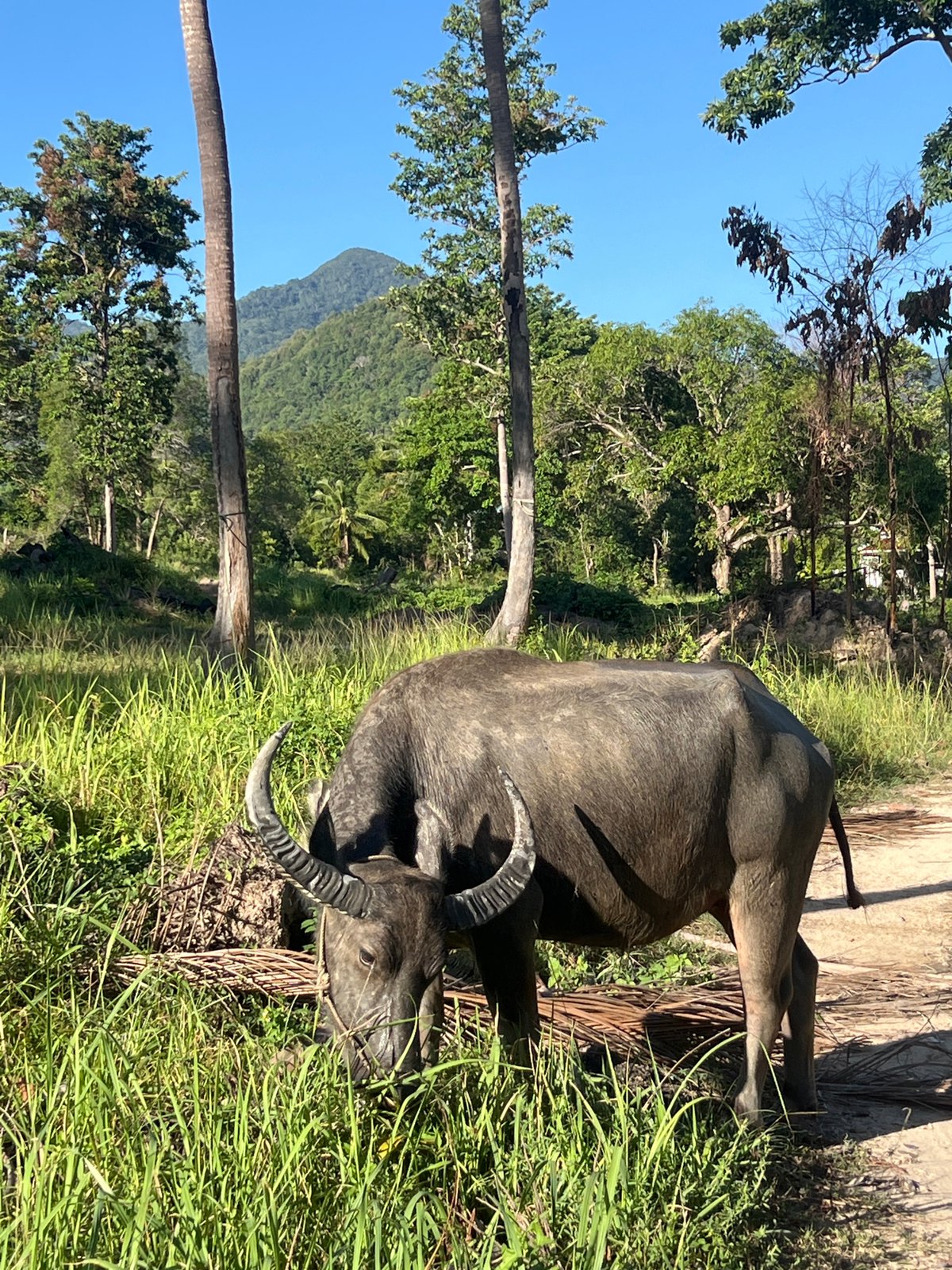 Water buffalo and a stray dog on a rural Ko Pha-ngan path
