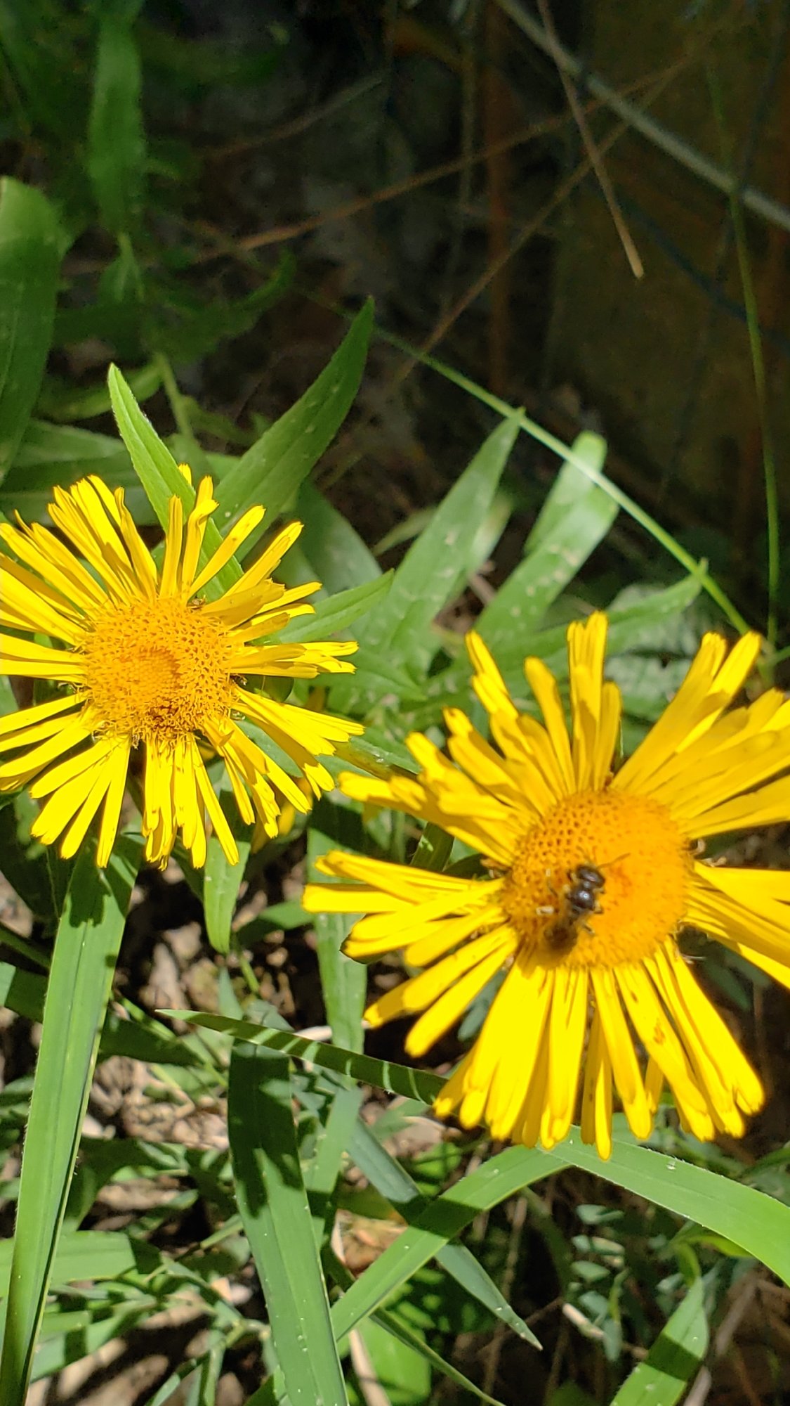Summer forest walk in Prešov with wildflowers and wildlife