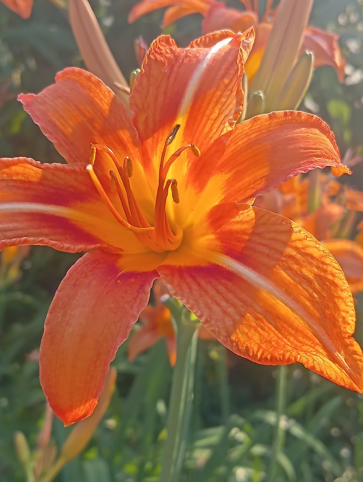 Summer garden in full bloom, Qobda, Kazakhstan