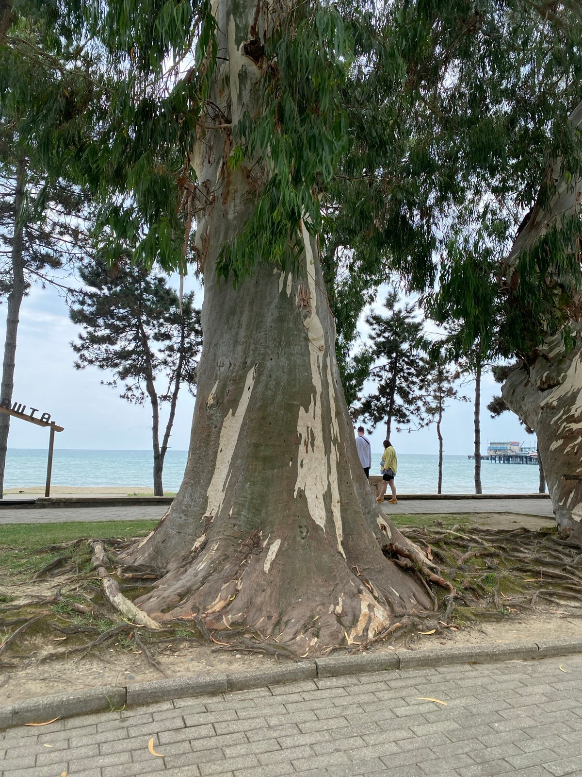 Strolling Sokhumi's Black Sea promenade on a summer morning