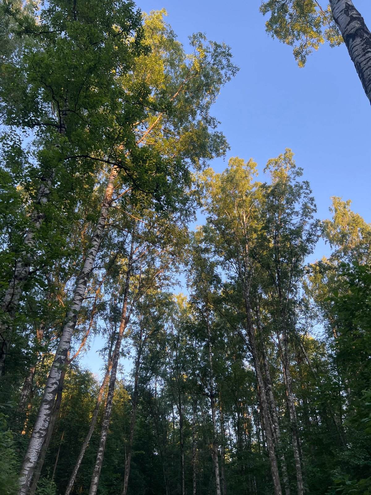 Evening forest walk documented in Saint Petersburg park