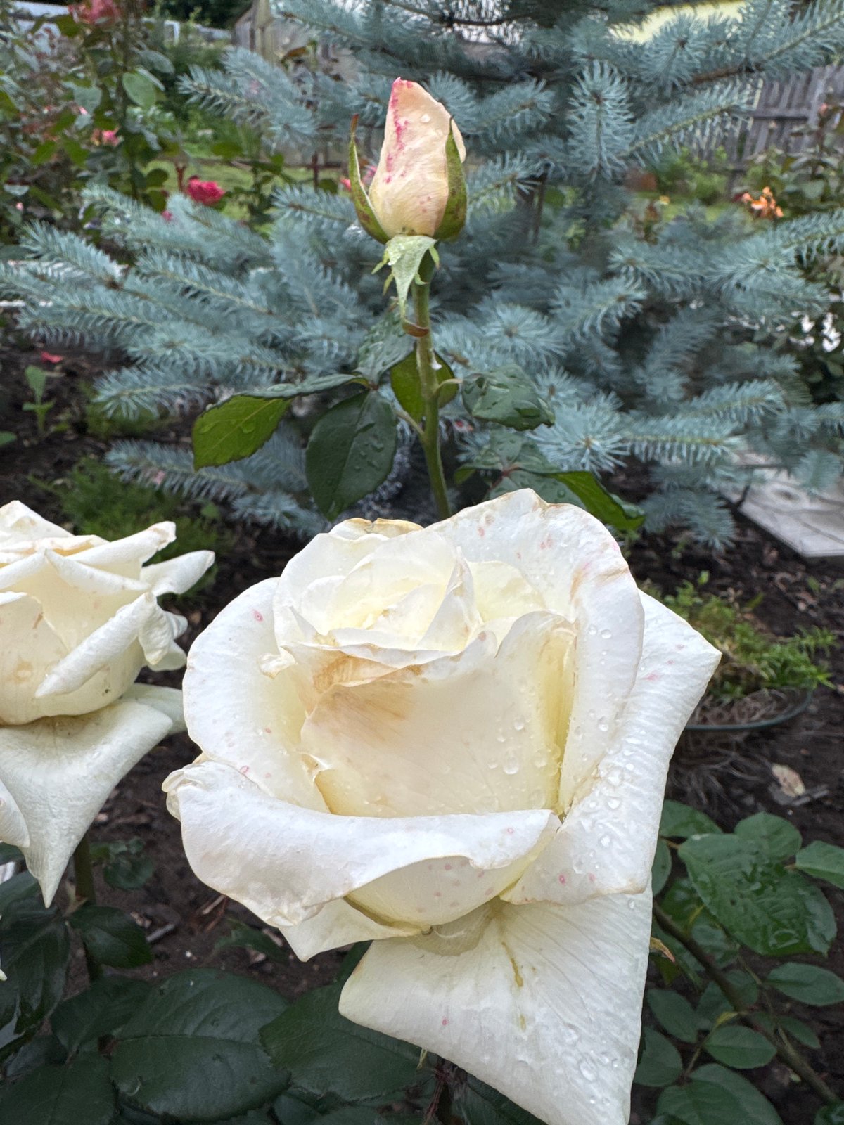 Lazy morning at home in Chaikovsky — dog, roses, and coffee