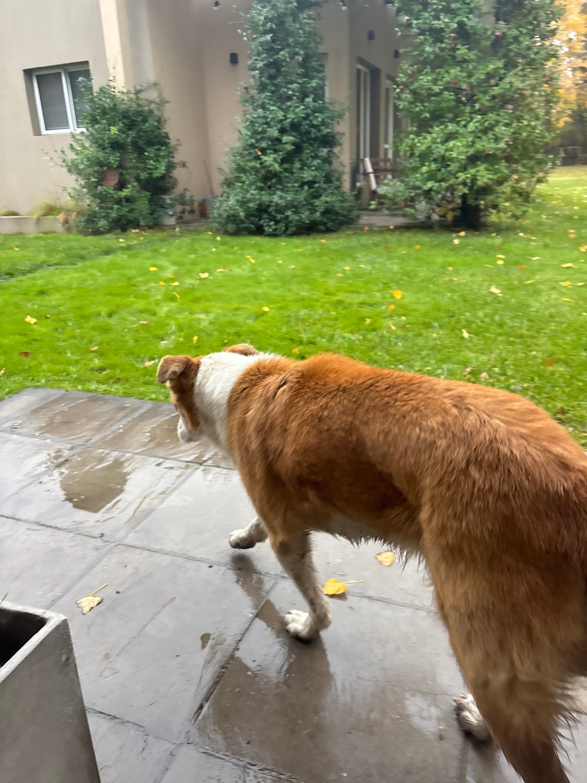 Domestic pets observed during evening hours in Trelew, Argentina