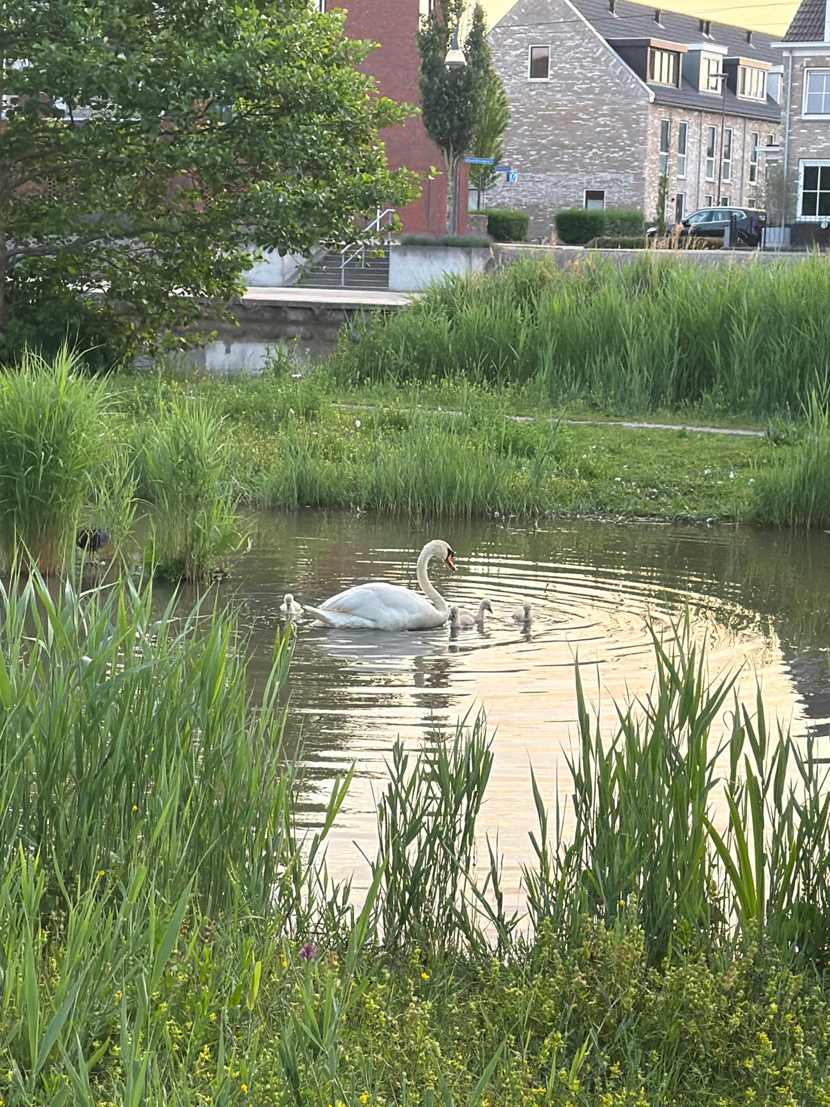 Swan family spotted swimming in Zoetermeer residential canal
