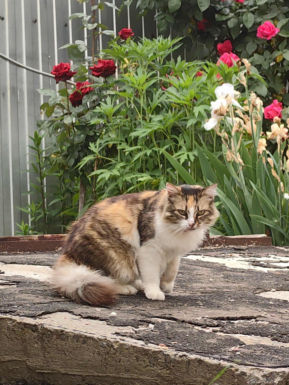 Calico cat photographed among blooming roses in garden setting
