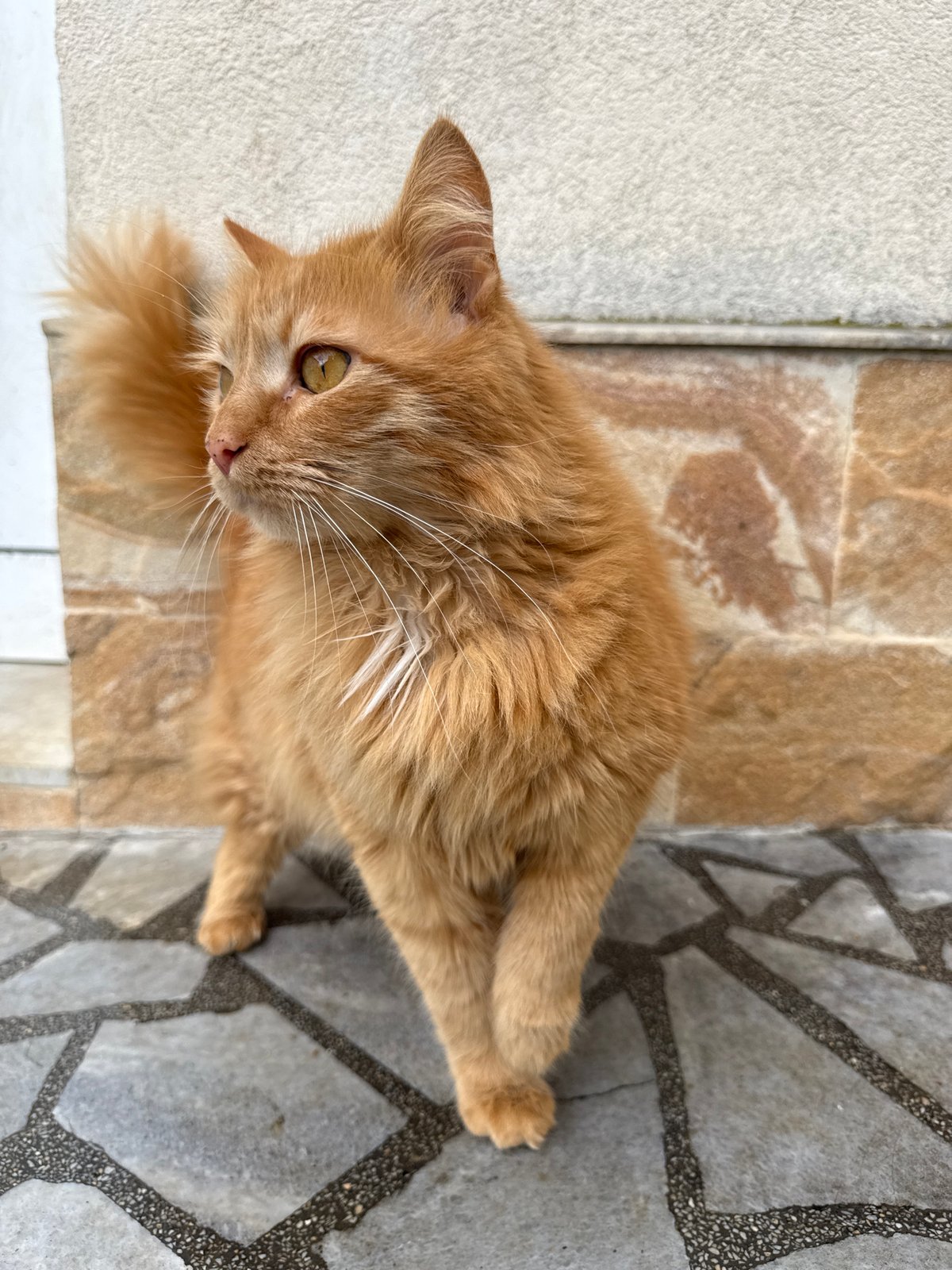 Orange cat spotted on tiled floor in Berkovitsa, Bulgaria