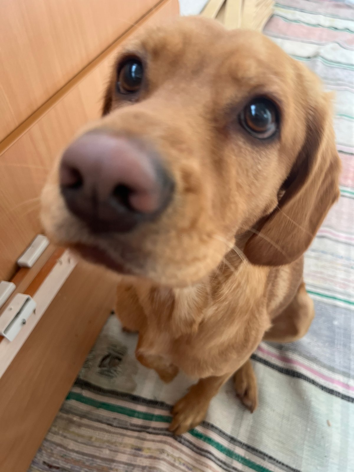 Dog owner captures playful moments with pet in Chaikovsky