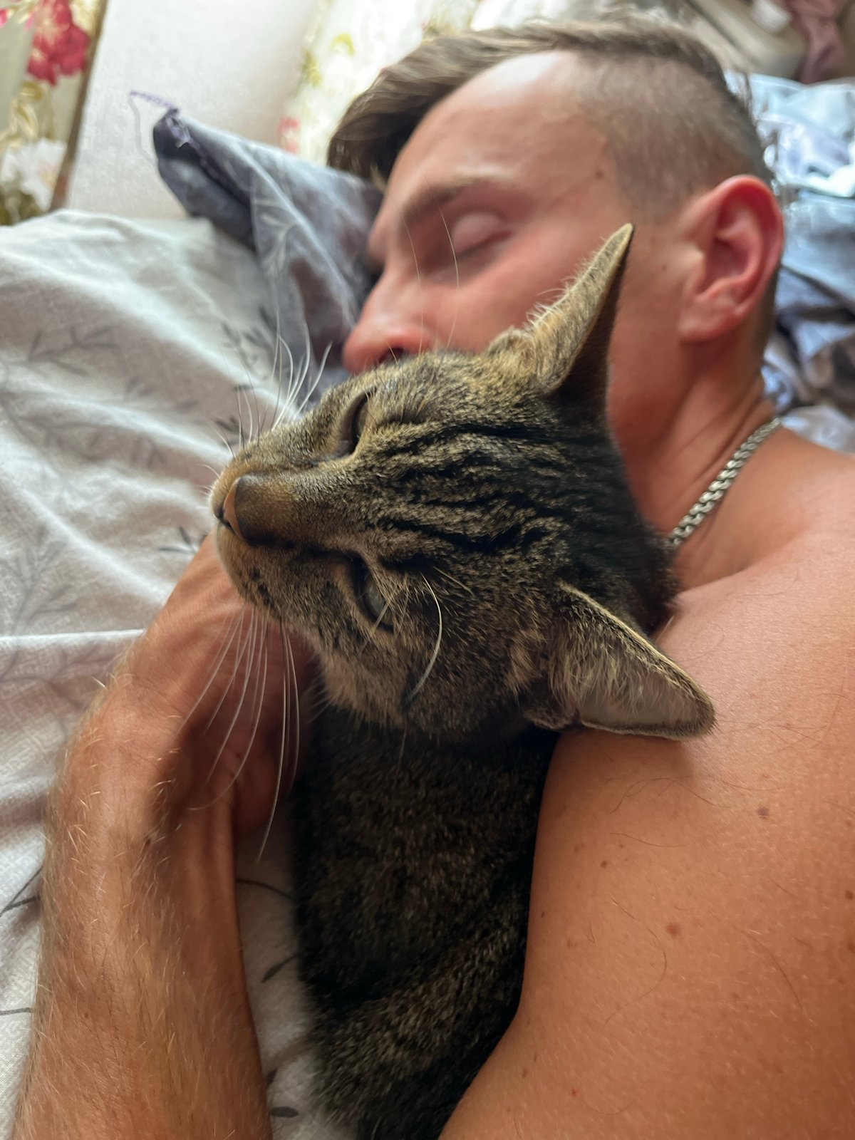 Cats at rest and grooming in a Montenegrin home