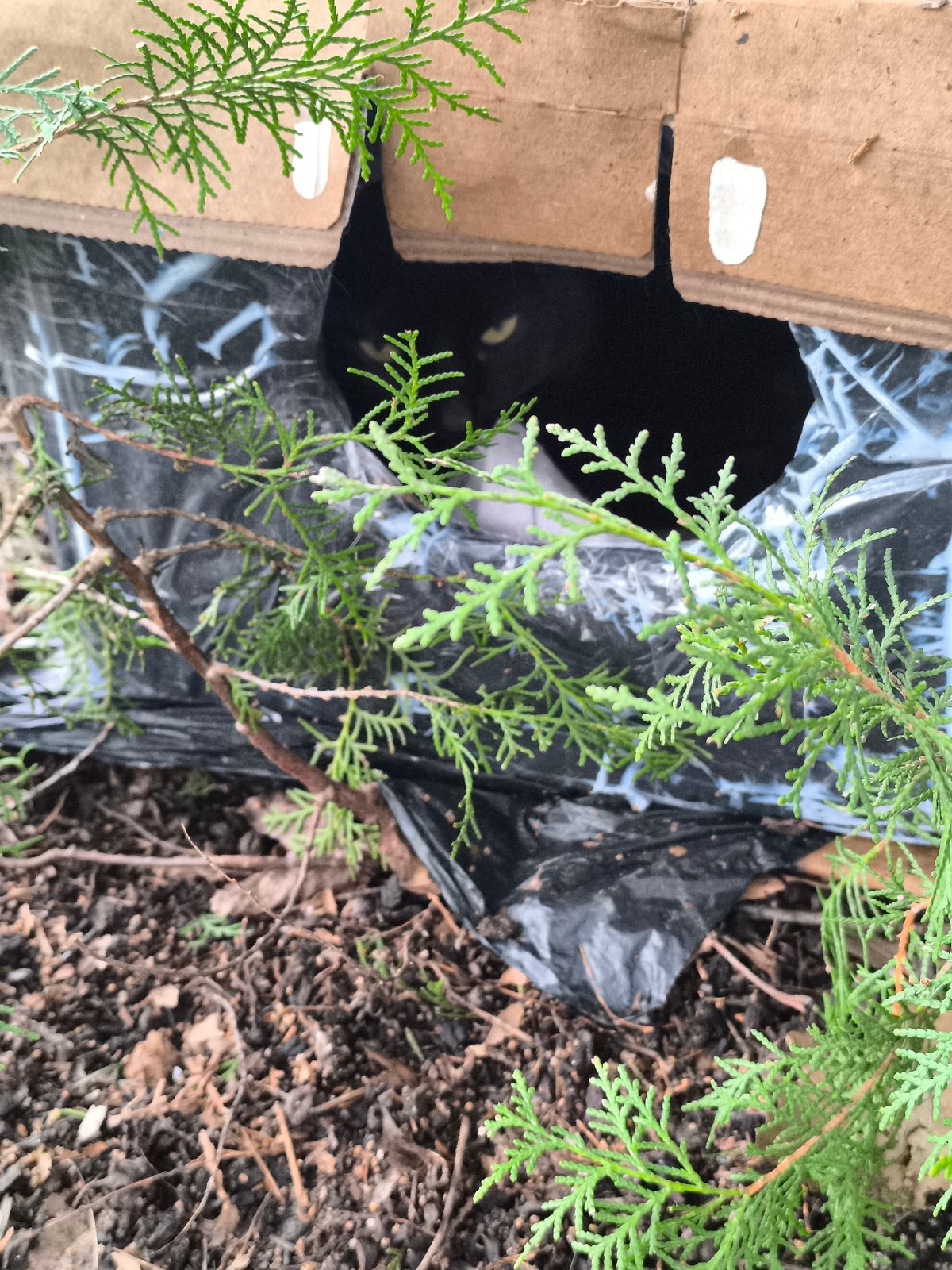 Black cat found sheltering in cardboard box outdoors